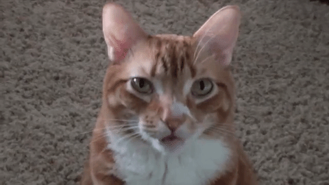 A cat blinks in confusion.